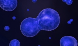 Điều trị ung thư hoàn toàn triệt để với phương pháp lập trình tế bào