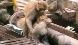 Chú khỉ thông minh tìm mọi cách cứu bạn bị điện giật