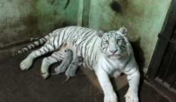 Người dân Sài Gòn háo hức xem hổ trắng sơ sinh quý hiếm