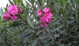 Sự thật về những loài cây cảnh chứa chất cực độc có thể gây tử vong 