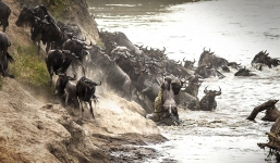 Linh dương đầu bò bị cá sấu sát hại trong chớp mắt