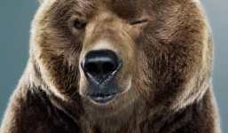 Video: Thú vị với hình ảnh chú gấu lăn tròn trên đồi 