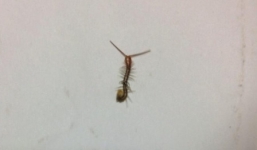 Bệnh nhi bị rết chui vào lỗ tai nhưng bác sĩ kết luận viêm tai giữa