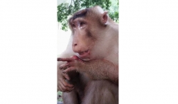 Video: Khỉ tử vong vì bị du khách lừa cầm gói bánh bọc pháo nổ