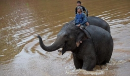 Voi Thái giết chết quản tượng, bỏ trốn cùng 3 du khách trên lưng