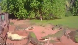 Video: Cá sấu điên cuồng lao vào tấn công đồng loại