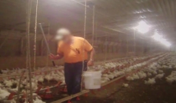 Video: Sự thật gây sốc trong trang trại cung cấp gà cho McDonald