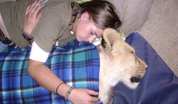 Thiếu nữ thản nhiên ôm sư tử ngủ mỗi đêm