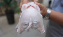 TQ: Phát hiện lợn hai đầu bị bỏ rơi trước cổng chùa