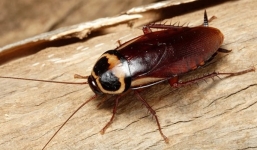 Loài gián tuyệt chủng sẽ là thảm họa với loài người