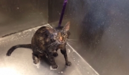 Mèo lười tắm tập nói như người để phản đối