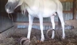 Tìm thấy 3 chú ngựa bị giam cầm 15 năm có bộ móng dài tới 1m