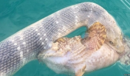 Rắn hổ cực độc giao chiến với cá mặt quỷ