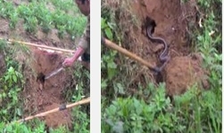 Bắt 2 con rắn hổ mang nặng 1kg ở Vĩnh Phúc