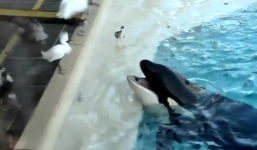 Cá voi tinh quái ngậm cá trong miệng làm mồi nhử chim biển