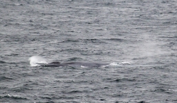 Khoảnh khắc hiếm: Sinh vật lớn nhất thế giới xuất hiện ở Anh