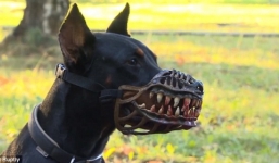 'Vũ khí bí mật' biến chó nhà hiền lành thành 'con sói hung dữ'