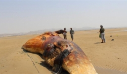 Phát hiện xác cá voi nặng 8 tấn trôi dạt vào bờ biển Iran
