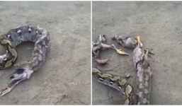 Video: Trăn đói mắc nghẹn vì tham ăn