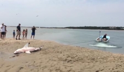 Video: Giải cứu cá mập trắng mắc cạn trên bờ biển