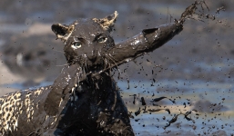 Báo đốm lao mình xuống bùn 'tóm gọn' cá trê chỉ trong 1 giây