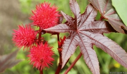 Những loài cây cực độc dễ gặp trong cuộc sống