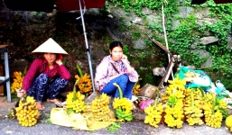 Chuối rừng Tam Đảo 35 ngàn/buồng “siêu đẹp” hút khách