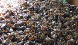 Càng cua đồng 250.000/kg hút khách đại gia