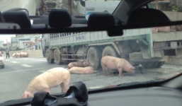 Video: Lợn chặn đầu xe gây náo loạn đường cao tốc trên cao