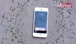 Video: Đàn kiến bò quanh chiếc Iphone phát nhạc gây kinh ngạc