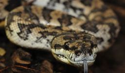 Bắt được trăn dài 3m cuộn tròn trong bồn cầu 