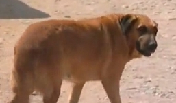 Chú chó cho em bé bị mẹ bỏ rơi bú sữa