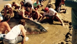 Giải cứu cá mập trắng khổng lồ mắc cạn trên bãi biển