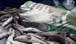 Người dân chở hàng trăm kg cá chết đến gặp chủ tịch tỉnh