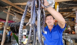 Những màn bắt rắn hổ mang bằng tay không ở Việt Nam