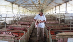 Cho lợn nghe nhạc, uống thuốc bắc, thu tiền tỷ