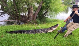 Video: Cá sấu bật nắp cống chui lên, náo loạn khắp khu phố