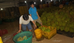 Ba cơ sở bị bắt quả tang nhúng sầu riêng vào hóa chất để làm chín