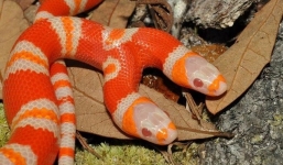 Đại gia chi gần 4 tỷ mua loạt “quái vật” 2 đầu