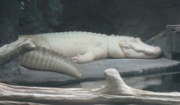 Cá sấu trắng cực kì quý hiếm qua đời ở khu bảo tồn