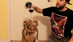 Kinh ngạc với hình ảnh chú chó dùng đầu giữ thăng bằng ly rượu