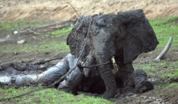 Tuyệt vọng giải cứu voi con đang hấp hối trong bùn lầy