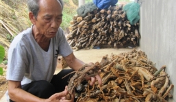 Gặp thầy lang chữa bệnh xương khớp nhanh như 'trở bàn tay'