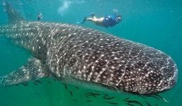 Video: Nhà khoa học bơi cùng loài cá  mập lớn nhất thế giới