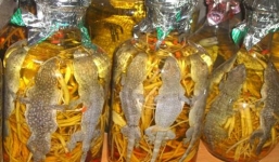 Nhập viện vì rượu 'thập toàn đại bổ'... 'ông uống bà khen'