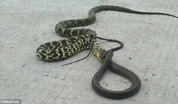 Rợn người cảnh rắn hoàng đế xơi trọn đồng loại dài hơn tới cả mét