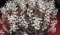 Sự thật về 'siêu thần dược'' lan kim tuyến giá 100 triệu đồng/kg