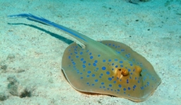 Vẻ đáng yêu của loài sinh vật có thể gây chết người trong tích tắc