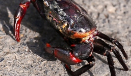 Cua đồng và những đối tượng tuyệt đối không nên ăn