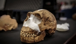 Phát hiện bằng chứng mới về hóa thạch giống người ở Nam Phi
